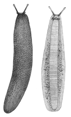 Diplosolenodes occidentalis.png