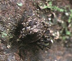 Dolichognatha.umbrophila.female.2.-.tanikawa.jpg