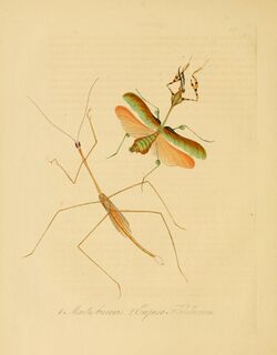 Donovan - Insects of China, 1838 - pl 09.jpg