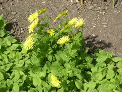 Doronicum pardalianches 'Great Leopard's Bane' (Compositae) plant.jpg