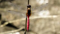 Dragonfly with red abdomen dorsal (16060233165).jpg