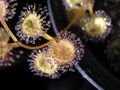 Drosera ramellosa Darwiniana.jpg