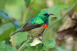 Eastern Double-collared Sunbird, Ngorongoro Crater (8494806979).jpg