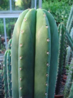 Echinopsis scopulicola NMCR.jpg