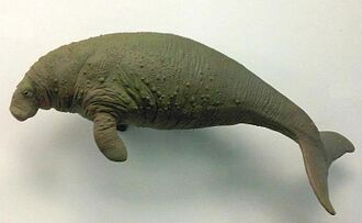 Side view of a brown-green dugong: It is similar to a manatee in that the head is pointed downwards, the eyes are small, and the body is stocky. The arms are perpendicular to the body and bend backwards toward the tail. There are no fingernails. The tail is knotched, much like a dolphin tail.