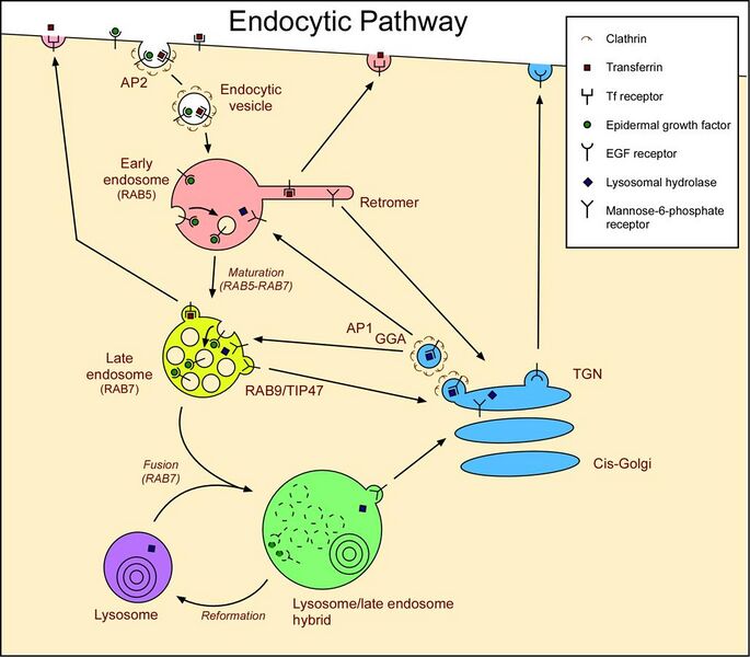 File:Endocytic pathway of animal cells showing EGF receptors, transferrin receptors and mannose-6-phosphate receptors.jpg