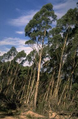 Eucalyptus paliformis.jpg