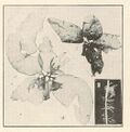 FMIB 38454 Halymenia gelinaria.jpeg
