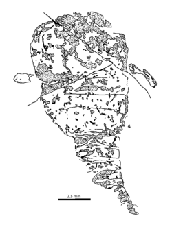 Forfarella mitchelli holotype drawing.png