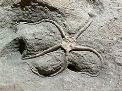Fossil Brittle Star Palaeocoma.jpg