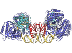 Geobacter sulfurreducens Cas1-Cas2-Cas4 complex PDB 7MI4.png