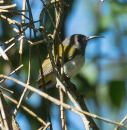 Grey-hooded Sunbird.jpg