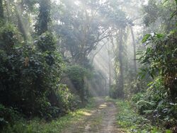 Rainforest, Assam