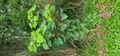 Homalanthus populifolius juvenile tree--.jpg