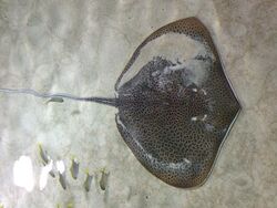 A stingray with its entire back covered by crowded dark spots, resting on a sandy bottom