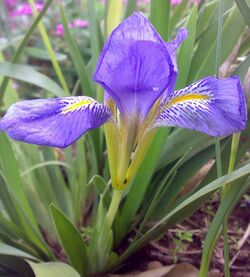 Iris lazica - Eastern Blacksea iris 01.jpg