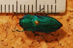 Jewel Beetle (Ctenoderus oyarcei) (8274097787).jpg