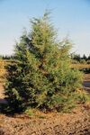 Juniperus scopulorum tree.jpg