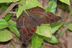 Junonia goudotii.jpg