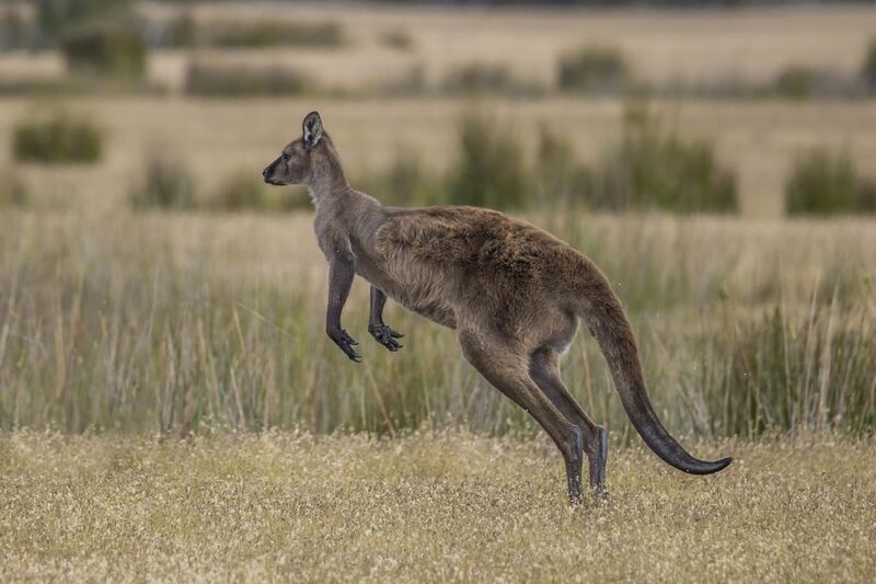 File:Kangaroo Island Western grey kangaroo (Macropus fuliginosus fuliginosus) hopping.jpg