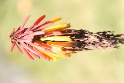 Kniphofia thomsoni 01.jpg