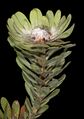 Leucadendron pubescens 5Dsr 0881.jpg