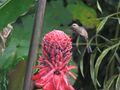 Longtailed hermit hummingbird (3261473173).jpg