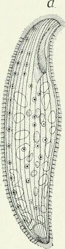 Loxodes rostrum from page 267 of "American journal of physiology" (1898).jpg