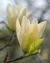 Magnolia 'Elizabeth' (Hybrid Magnolia Cultivar) (27169503715).jpg