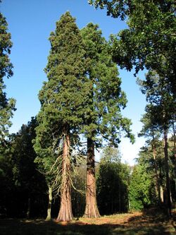 Mature Redwood Trees in Gilham's Heath Plantation - geograph.org.uk - 586516.jpg