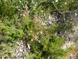 Melaleuca parviceps (habit).JPG