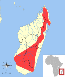 Miniopterus majori range map.svg