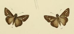MooreThe Lepidoptera of Ceylon Plate69 (Caltoris philippina).jpg