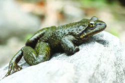 Nanorana liebigii (dorsolateral view) from Manaslu Conservation Area, Nepal.jpg