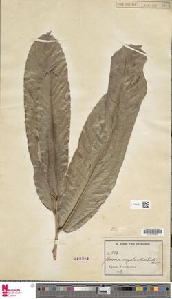 Naturalis Biodiversity Center - L.1768578 - Uvariodendron connivens (Benth.) R.E.Fr. - Annonaceae - Plant type specimen.jpeg