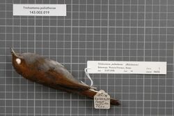 Naturalis Biodiversity Center - RMNH.AVES.94392 1 - Trichastoma poliothorax (Reichenow, 1900) - Timaliidae - bird skin specimen.jpeg