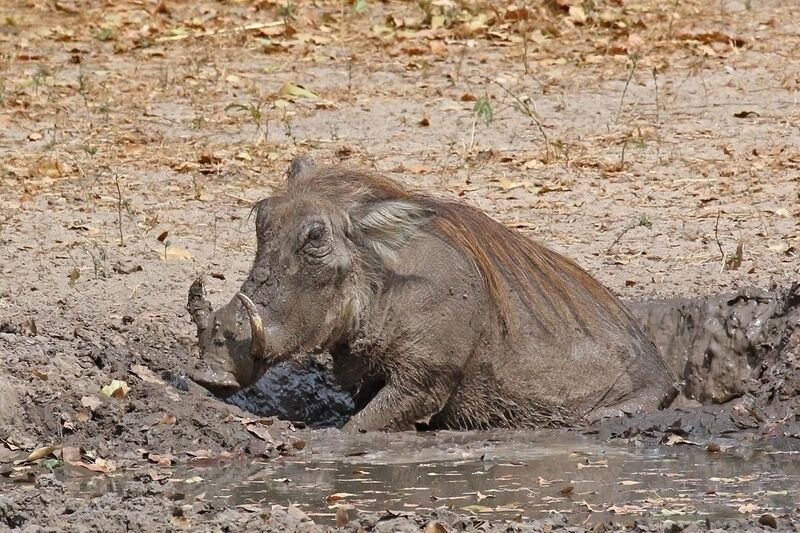 File:Nolan warthog (Phacochoerus africanus africanus) in mud.jpg