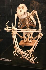 An orangutan skeleton