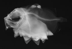 Oreosoma atlanticum X-ray.jpg