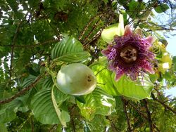 Passiflora quadrangularis (Barbadine 1).jpg