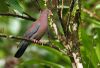 Patagioenas flavirostris -Costa Rica-8.jpg