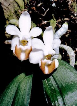 Phalaenopsis lobbii Orchi 107.jpg
