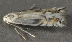 Phyllocnistis unipunctella, Deeside, North Wales, Sept 2011 (20730783308).jpg