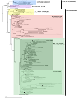 Phylogeny of Sea Anemone.png