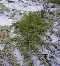 Polygonella myriophylla.jpg