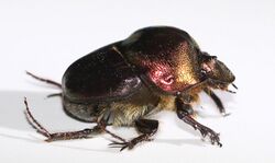 Proagoderus chalcostolus 000872-3.jpg