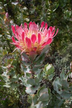 Protea eximia MS 9177.jpg