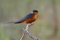 Red-breasted Swallow (Hirundo semirufa) (30987147586).jpg