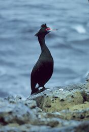 Red-faced Cormorant on Pribilof Islands, 5-1979 2.jpg