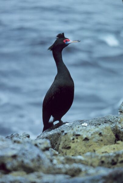 File:Red-faced Cormorant on Pribilof Islands, 5-1979 2.jpg